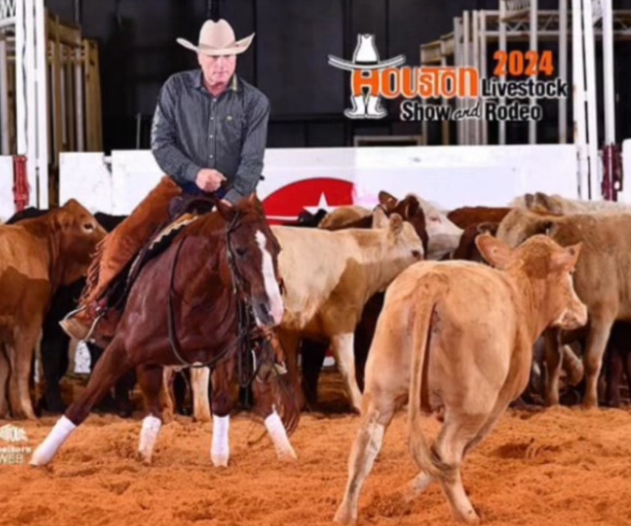 MyDrive 2014 Sorrel Mare for sale at Circle Lake Ranch Katy Texas - Photo 3