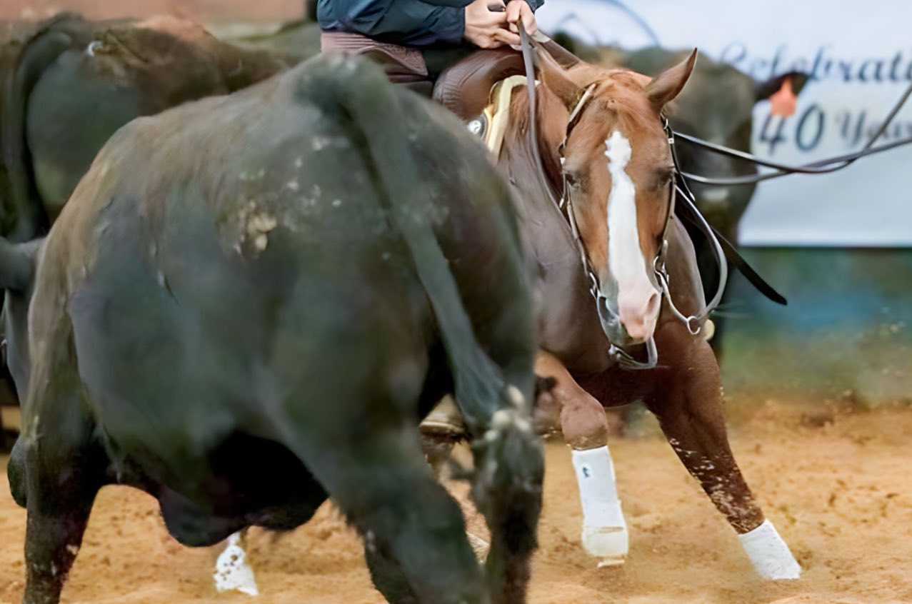 MyDrive 2014 Sorrel Mare for sale at Circle Lake Ranch Katy Texas - Photo 4