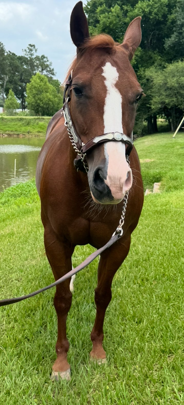 MyDrive 2014 Sorrel Mare for sale at Circle Lake Ranch Katy Texas - Photo 6