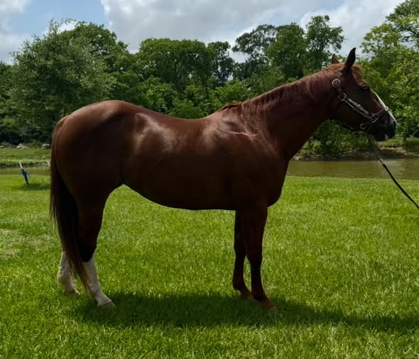MyDrive 2014 Sorrel Mare for sale at Circle Lake Ranch Katy Texas - Photo 7