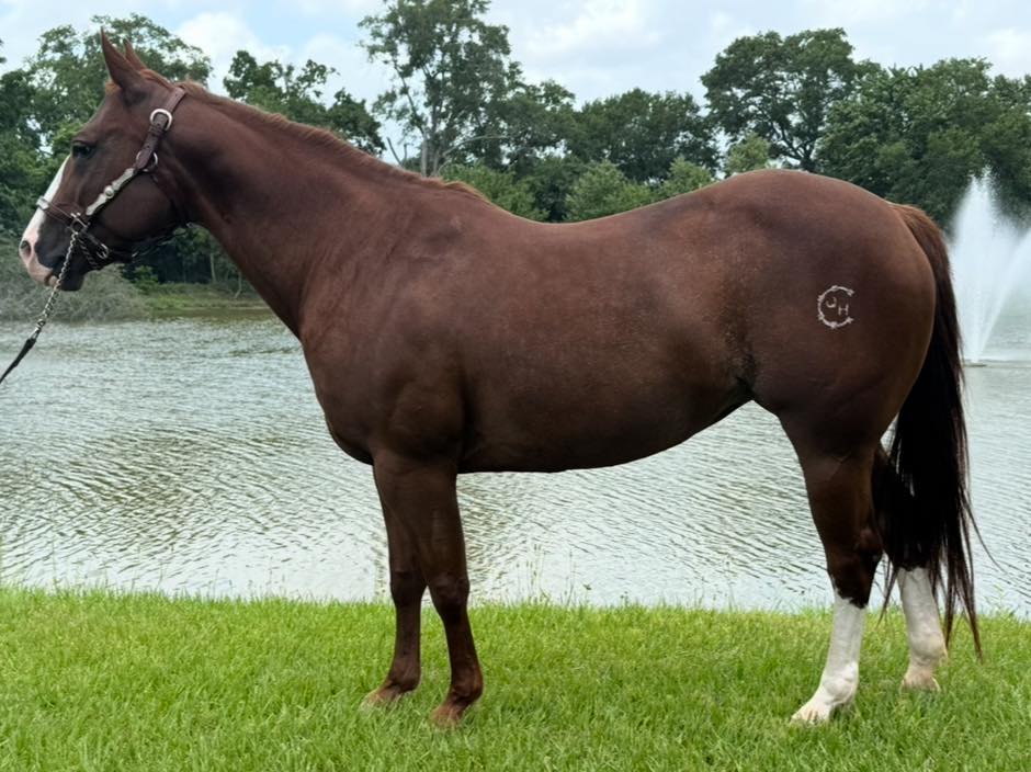 MyDrive 2014 Sorrel Mare for sale at Circle Lake Ranch Katy Texas - Photo 2