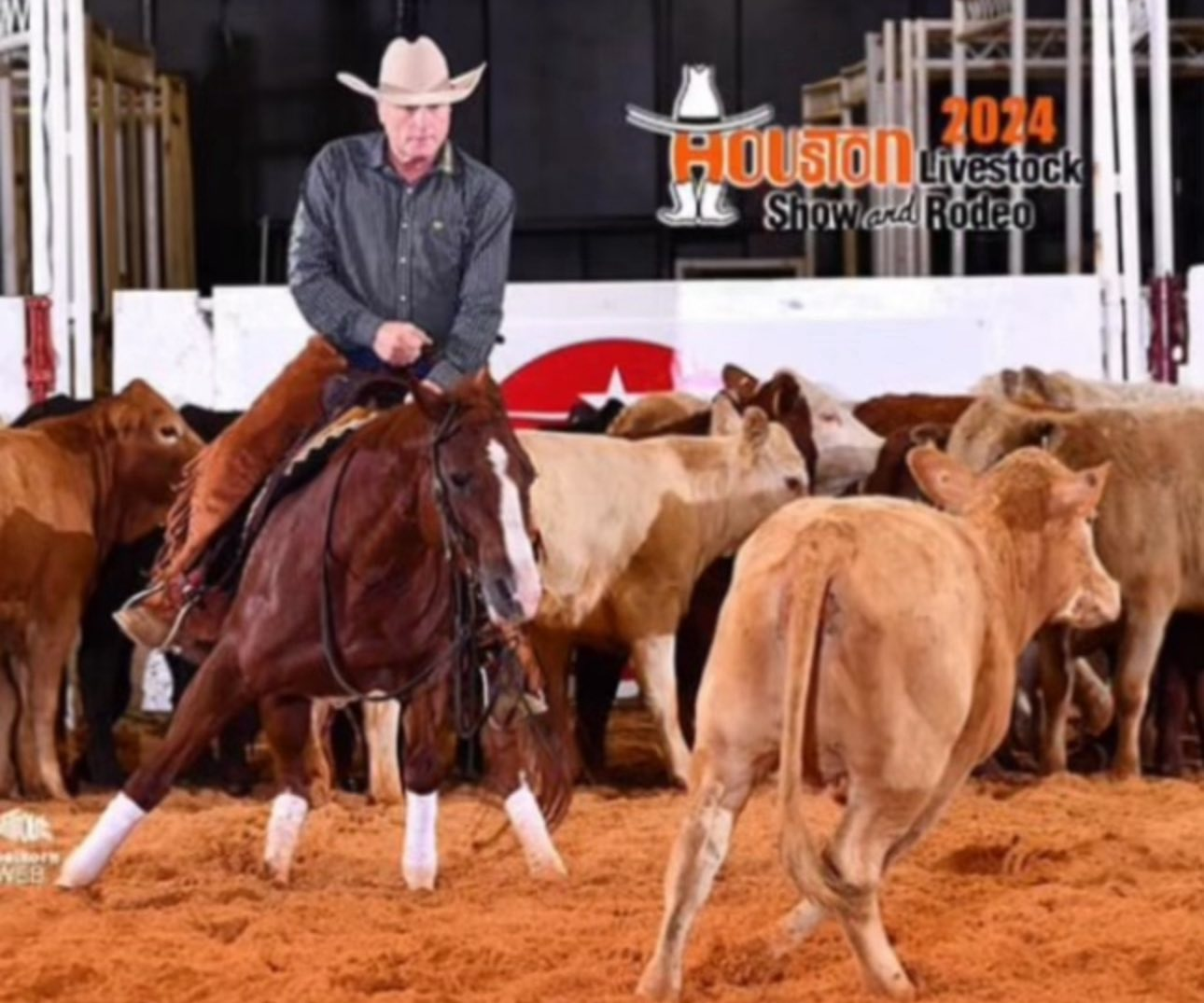 MyDrive 2014 Sorrel Mare for sale at Circle Lake Ranch Katy Texas - Photo 1