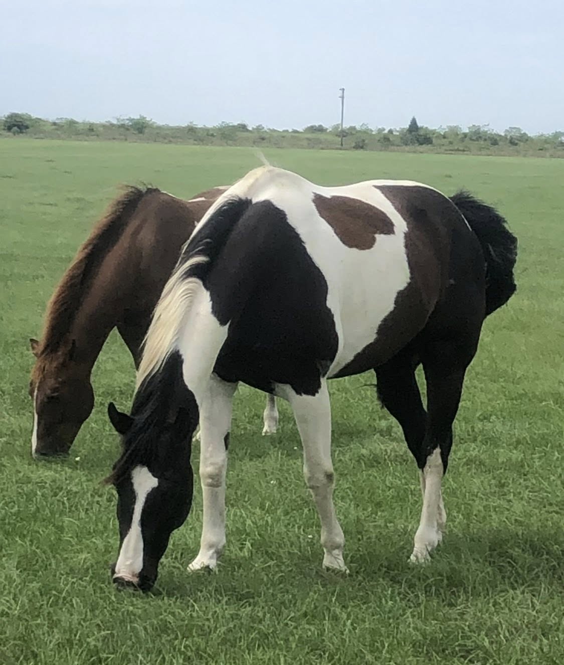 Paint horses grazing in pasture at Circle Lake Ranch Katy Texas