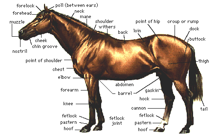 Labeled diagram showing parts of a horse body including withers poll croup and fetlock for beginner riders
